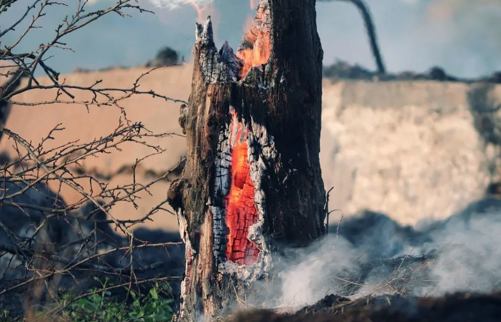 Fires in the Amazon