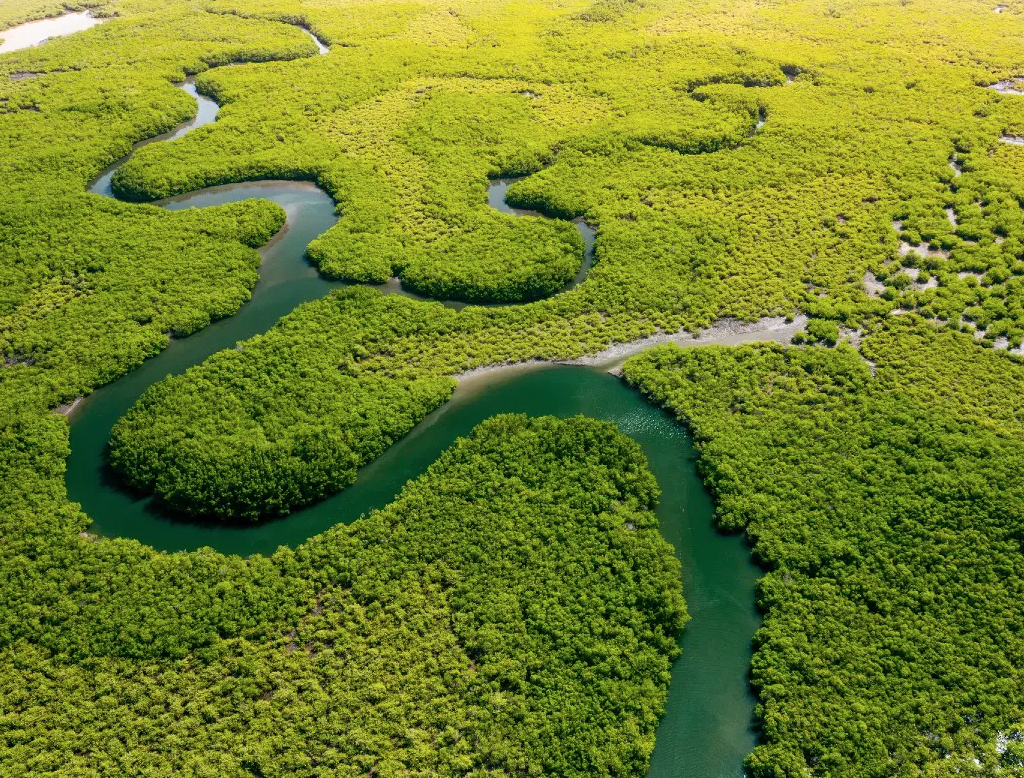 Amazon deforestation