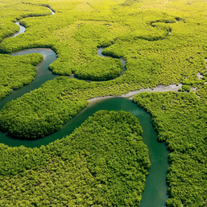 Rinnovabili • Amazon deforestation