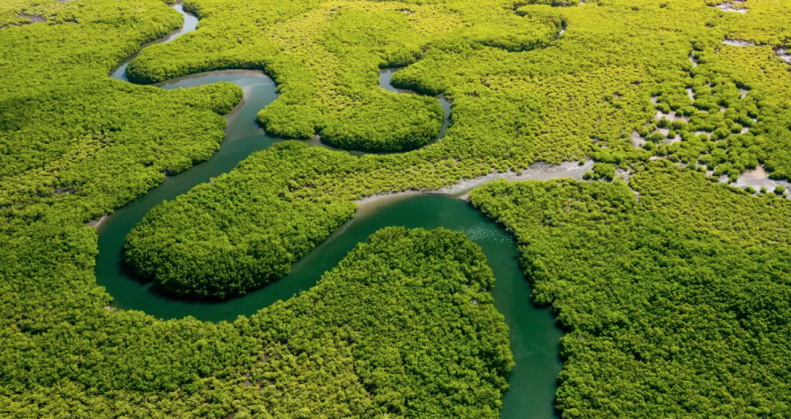 Rinnovabili • Amazon deforestation