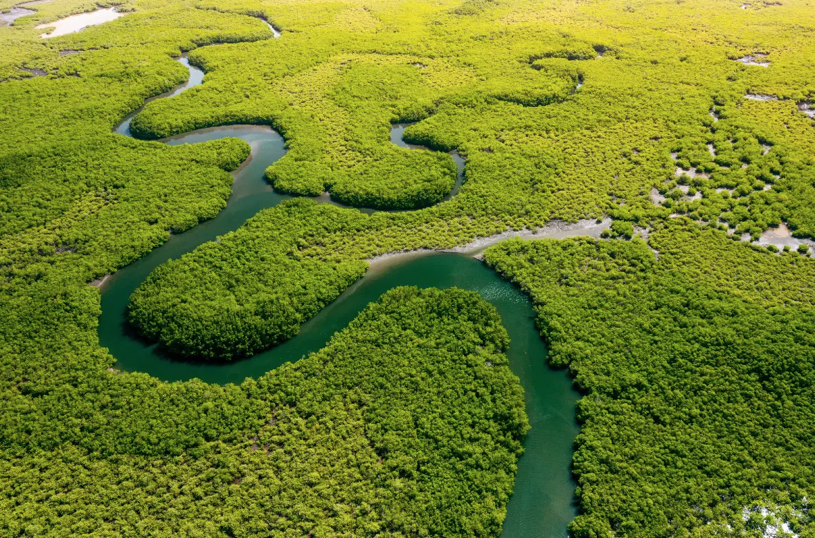 Rinnovabili • Amazon deforestation