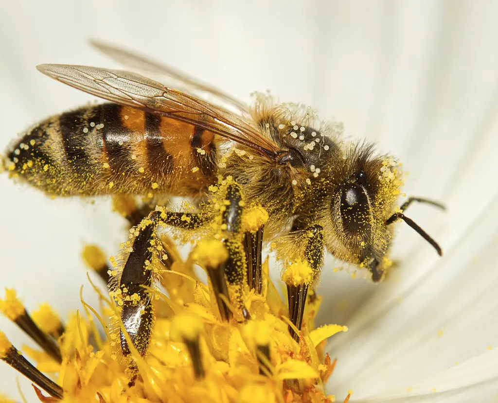 World Bee Day 2023