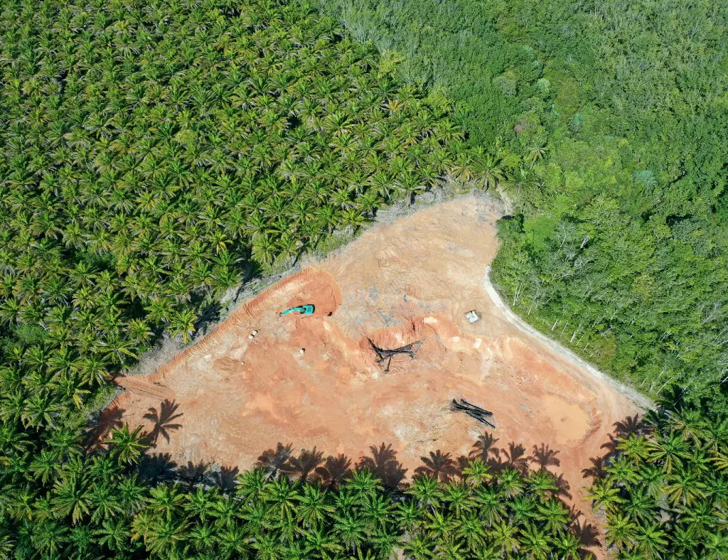 Primary tropical forest