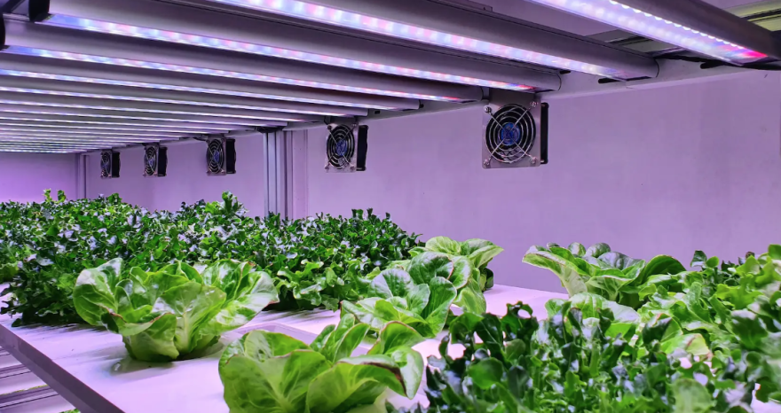 Rinnovabili • Biolelectronic hydroponics