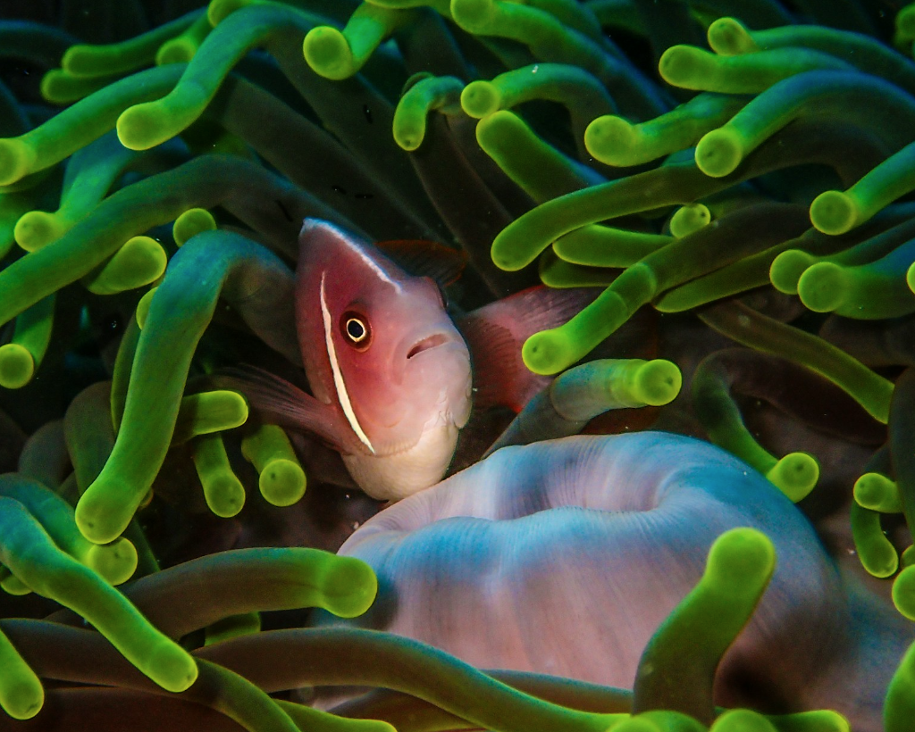 Coral bleaching