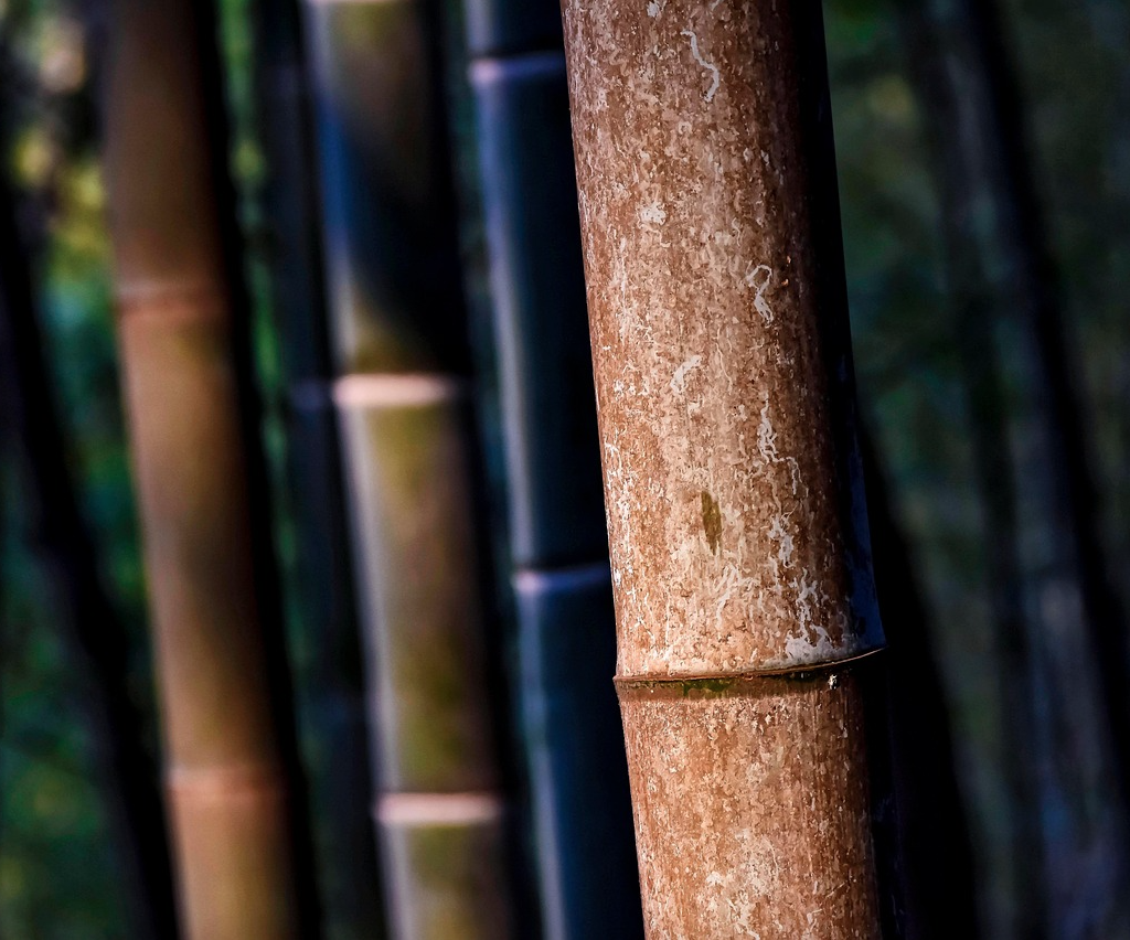 Transparent bamboo