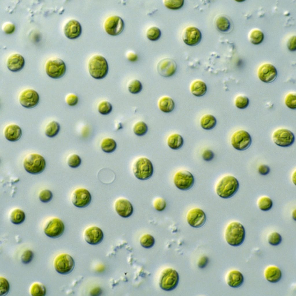 Energy from algae